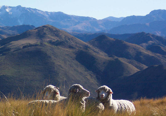 Escorial Wool