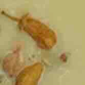 Botanical Palets in Orange Blossom