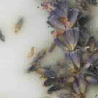 Botanical Palets in Lavender