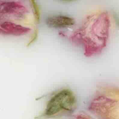 Botanical Palets in Damask Rose