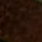 1" Conroy Belt in Chocolate Wild Boar